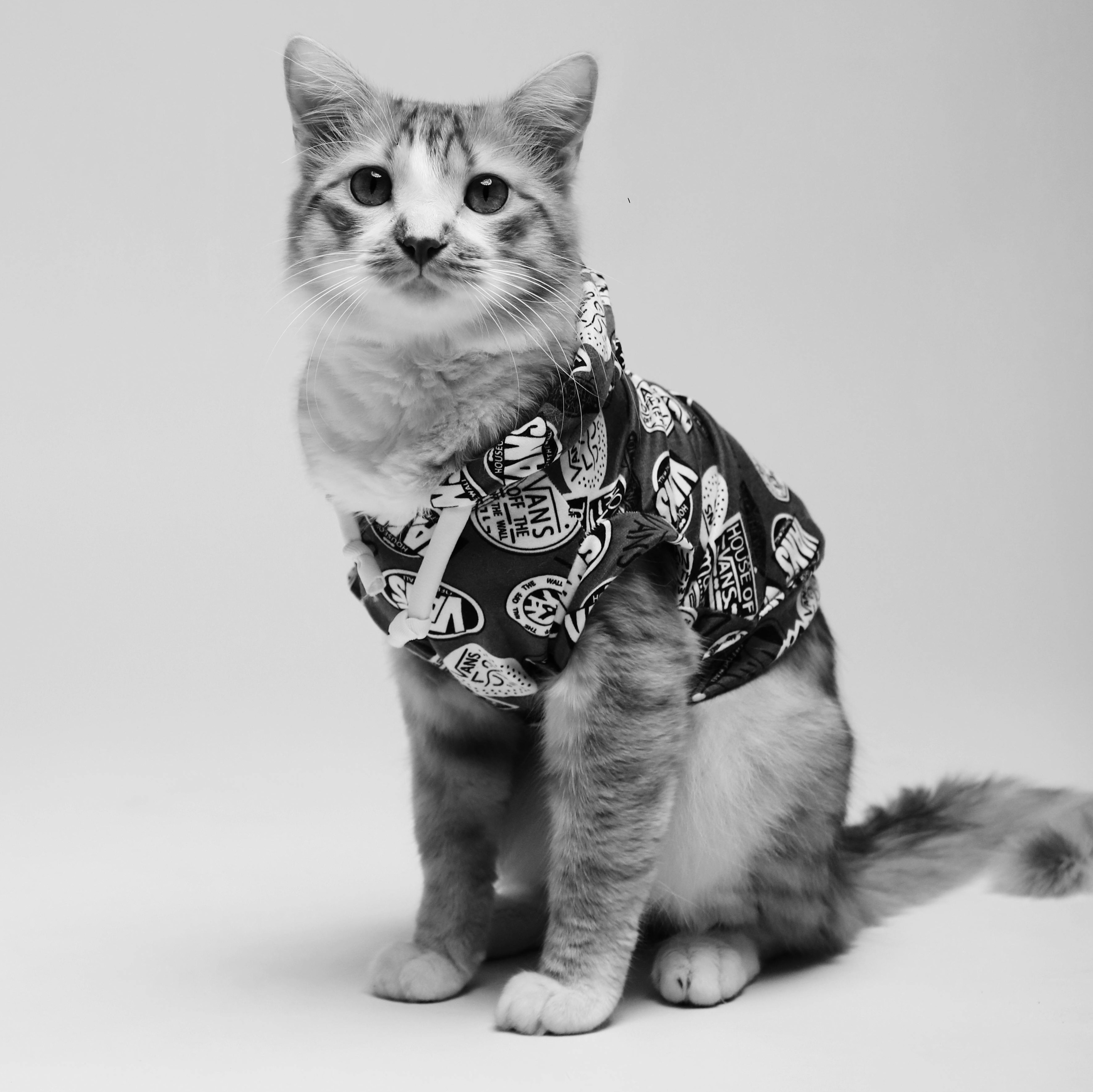 Camisa Gatonauta